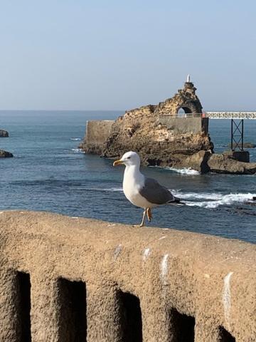 Waikiki Leilighet Biarritz Eksteriør bilde